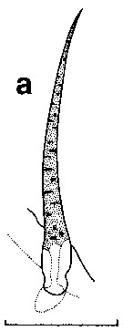 Espce Pseudochirella obesa - Planche 6 de figures morphologiques