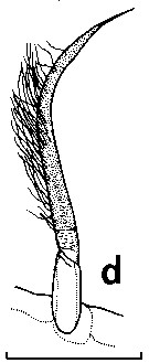 Espce Euchirella similis - Planche 7 de figures morphologiques