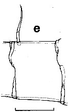Espce Euchirella messinensis - Planche 15 de figures morphologiques