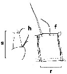 Espce Euchirella rostrata - Planche 13 de figures morphologiques