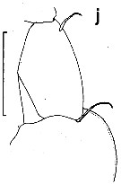 Espce Euchirella galeatea - Planche 4 de figures morphologiques