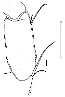 Espce Undeuchaeta incisa - Planche 15 de figures morphologiques