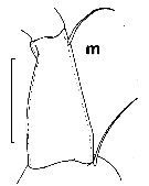 Espce Euchirella truncata - Planche 10 de figures morphologiques