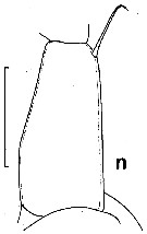 Espce Euchirella maxima - Planche 15 de figures morphologiques