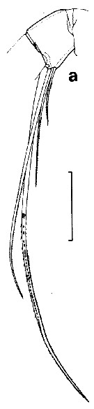 Espce Euchirella rostromagna - Planche 10 de figures morphologiques