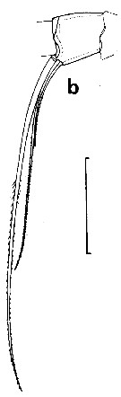 Espce Euchirella speciosa - Planche 2 de figures morphologiques