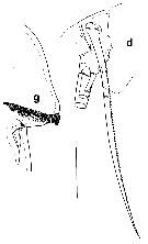 Espce Undeuchaeta incisa - Planche 14 de figures morphologiques