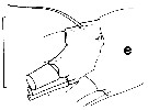 Espce Batheuchaeta lamellata - Planche 6 de figures morphologiques