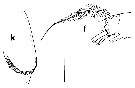 Espce Gaetanus miles - Planche 6 de figures morphologiques