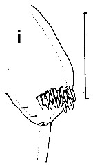 Species Euchirella pseudotruncata - Plate 5 of morphological figures