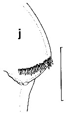 Espce Euchirella similis - Planche 8 de figures morphologiques