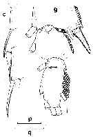Espce Pseudochirella obesa - Planche 7 de figures morphologiques