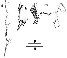 Espce Undeuchaeta incisa - Planche 16 de figures morphologiques