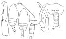 Espce Chiridius molestus - Planche 2 de figures morphologiques