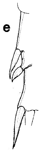 Espce Euchirella rostrata - Planche 14 de figures morphologiques