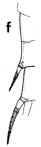 Espce Gaetanus miles - Planche 7 de figures morphologiques