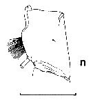 Espce Batheuchaeta lamellata - Planche 7 de figures morphologiques