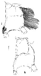 Espce Pseudochirella obesa - Planche 8 de figures morphologiques