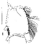 Espce Euchirella pseudotruncata - Planche 6 de figures morphologiques