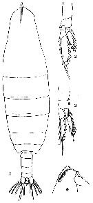 Espce Neocalanus cristatus - Planche 3 de figures morphologiques