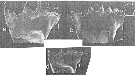 Espce Calanus propinquus - Planche 16 de figures morphologiques
