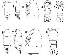 Espce Neocalanus flemingeri - Planche 1 de figures morphologiques