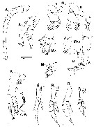 Espce Neocalanus flemingeri - Planche 2 de figures morphologiques