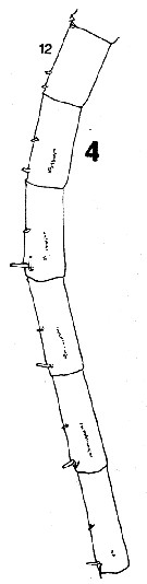 Espce Neocalanus flemingeri - Planche 3 de figures morphologiques