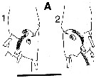Espce Neocalanus flemingeri - Planche 4 de figures morphologiques