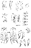 Espce Neocalanus flemingeri - Planche 6 de figures morphologiques