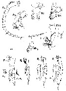 Espce Neocalanus flemingeri - Planche 7 de figures morphologiques
