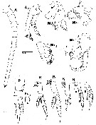 Espce Neocalanus plumchrus - Planche 7 de figures morphologiques