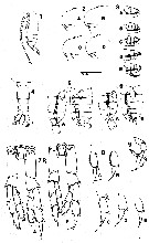 Espce Neocalanus plumchrus - Planche 11 de figures morphologiques