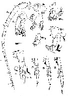 Species Neocalanus plumchrus - Plate 12 of morphological figures