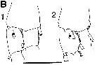 Espce Neocalanus plumchrus - Planche 10 de figures morphologiques