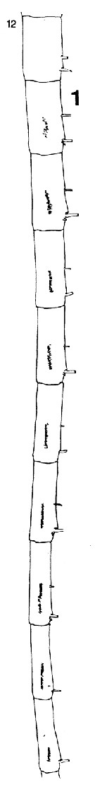 Espce Neocalanus plumchrus - Planche 18 de figures morphologiques
