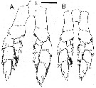 Espce Megacalanus princeps - Planche 6 de figures morphologiques