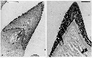 Espce Calanus pacificus - Planche 5 de figures morphologiques