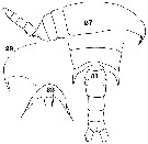 Espce Aetideopsis rostrata - Planche 13 de figures morphologiques