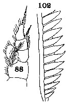 Espce Aetideopsis rostrata - Planche 14 de figures morphologiques