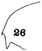 Espce Gaetanus tenuispinus - Planche 16 de figures morphologiques