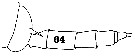 Espce Gaetanus tenuispinus - Planche 17 de figures morphologiques