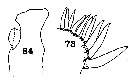 Espce Gaetanus secundus - Planche 6 de figures morphologiques