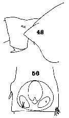 Espce Undeuchaeta intermedia - Planche 7 de figures morphologiques