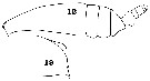 Espce Undeuchaeta incisa - Planche 17 de figures morphologiques