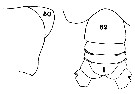 Espce Euchirella maxima - Planche 17 de figures morphologiques