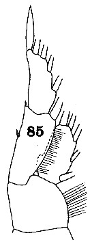 Espce Euchirella truncata - Planche 13 de figures morphologiques