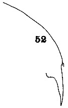 Espce Euchirella rostrata - Planche 15 de figures morphologiques