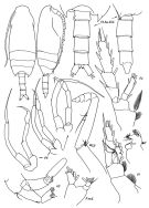 Species Chiridius polaris - Plate 5 of morphological figures