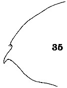 Espce Euchirella truncata - Planche 15 de figures morphologiques